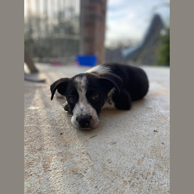 Photo of Stanley