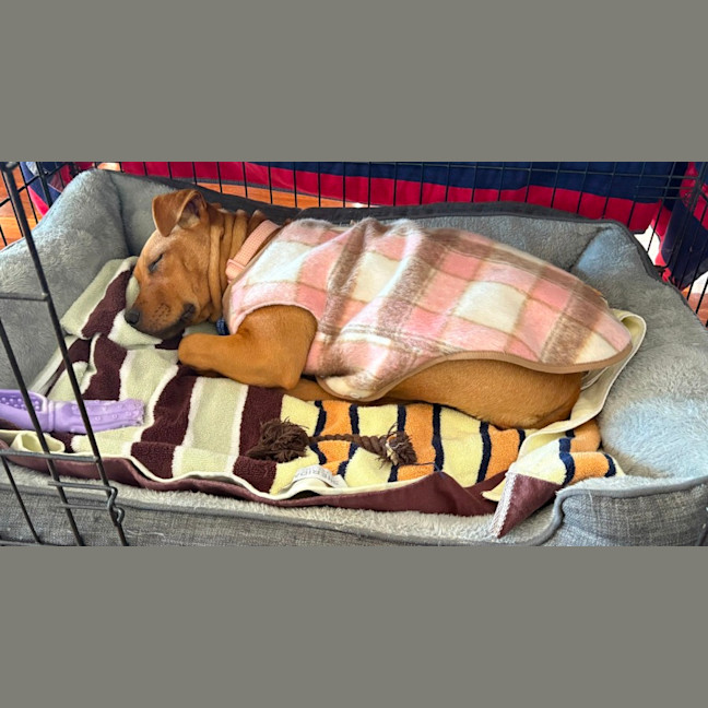 Photo of Bella   14 Week Old Mastiff X