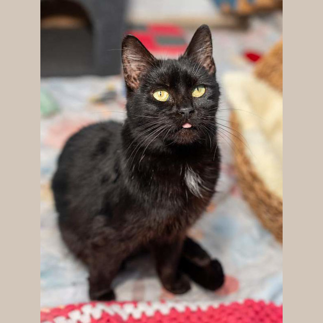 Photo of Loki