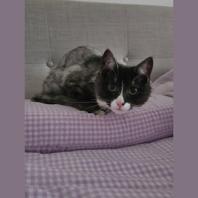 Photo of Cassiopeia (Was Truffle)