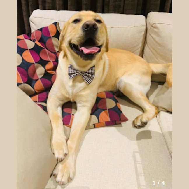 Photo of Benji
