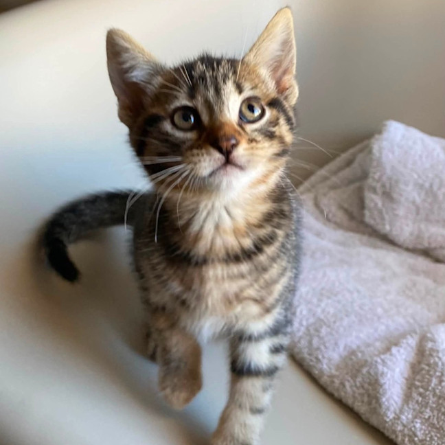 Photo of Bentley