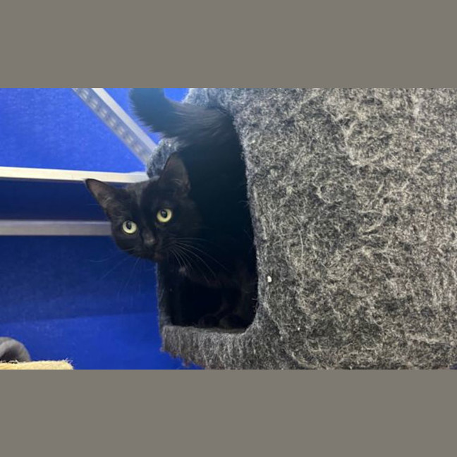 Photo of Pexie