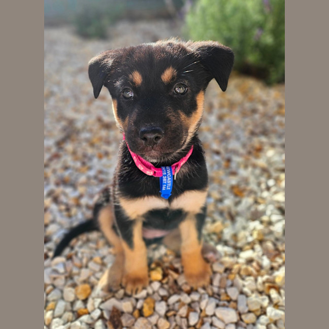 Photo of Peach   7 Week Old Kelpie X Husky (Trial)