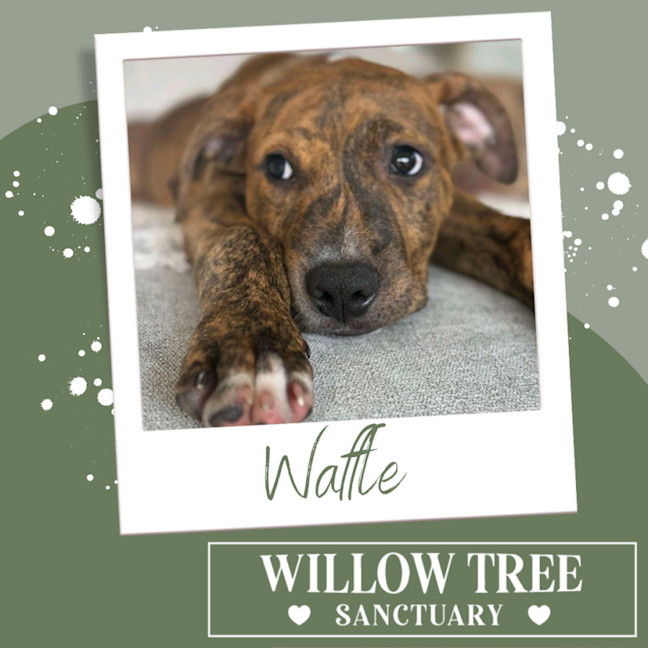 Photo of Waffle