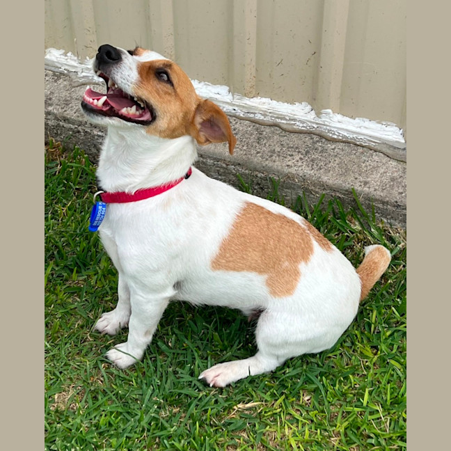 Photo of Chilli   3 Year Old Jack Russell Terrier
