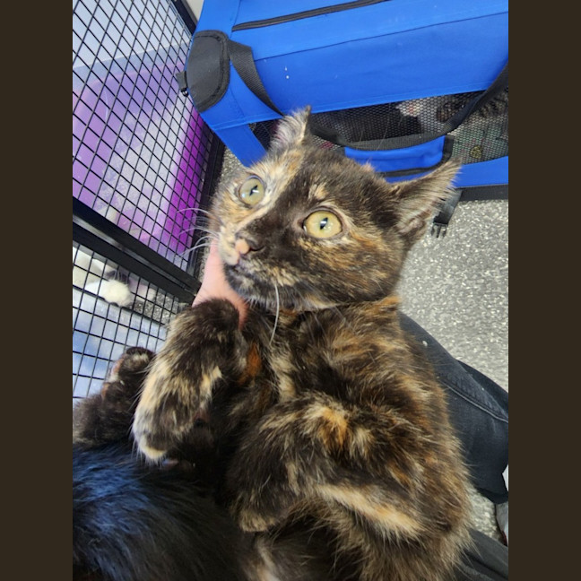 Photo of Princess Kittens