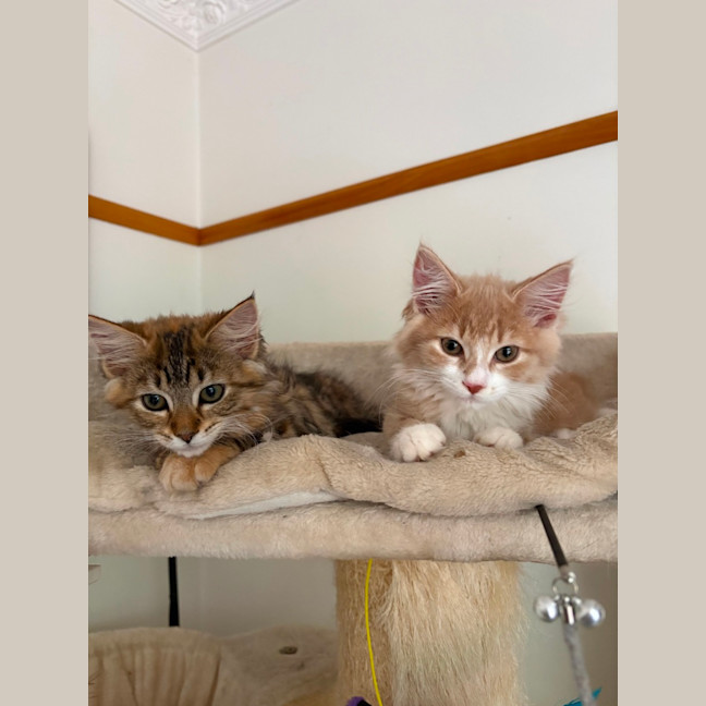 Photo of Athena   In Foster Care In Lower Plenty