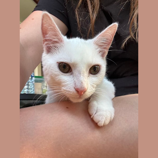 Photo of Cauliflower