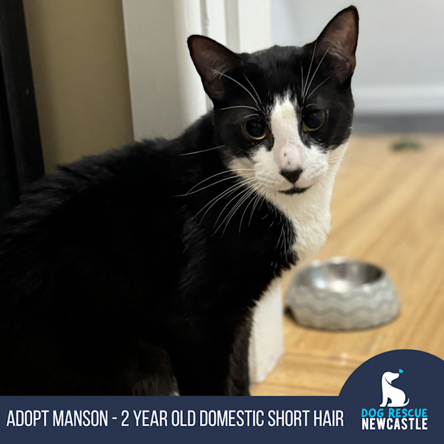 Photo of Manson   2 Year Old Domestic Short Hair (Trial)