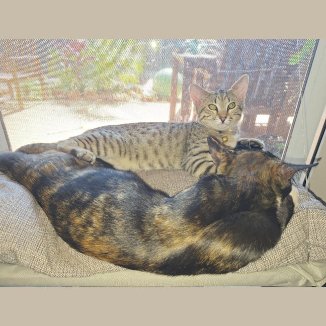 Photo of Nala