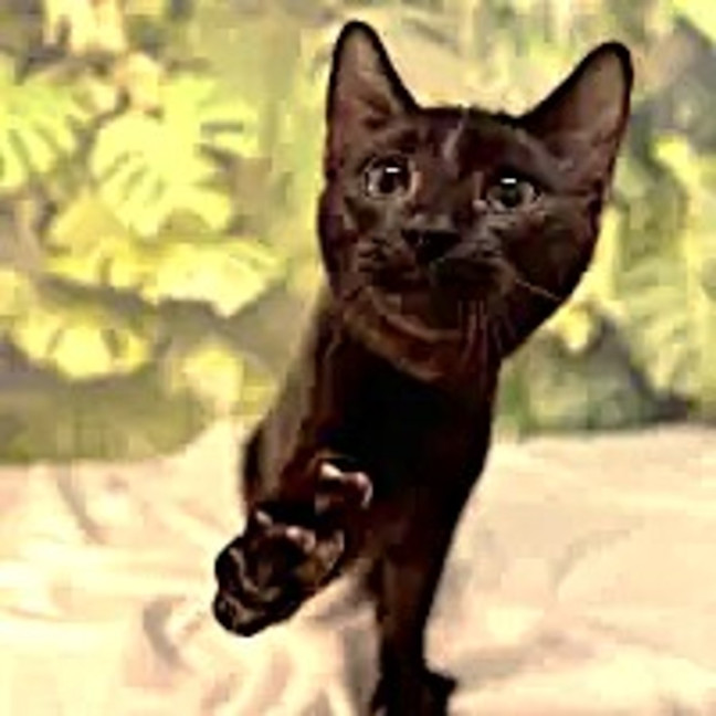Photo of Ninja   Located In Surrey Hills