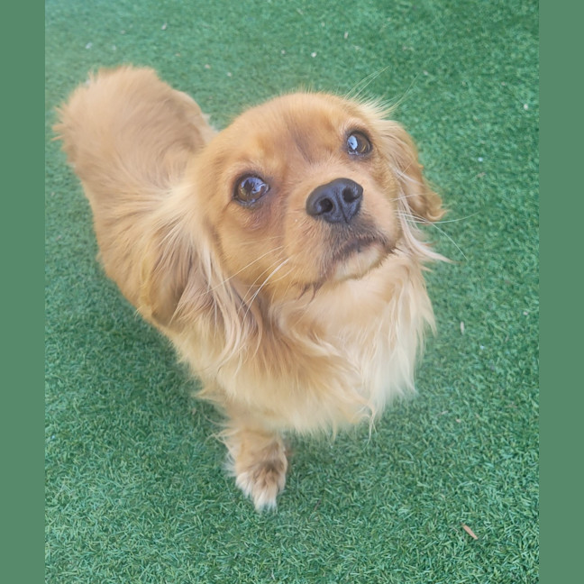 Photo of Baxter