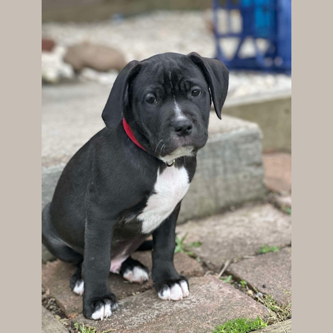 Photo of Zuko   9 Week Old Staffy X