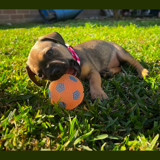 Photo of Daisy   11 Week Old Pug X Dachshund