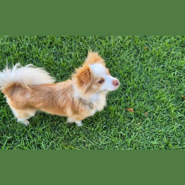 Photo of Oliver