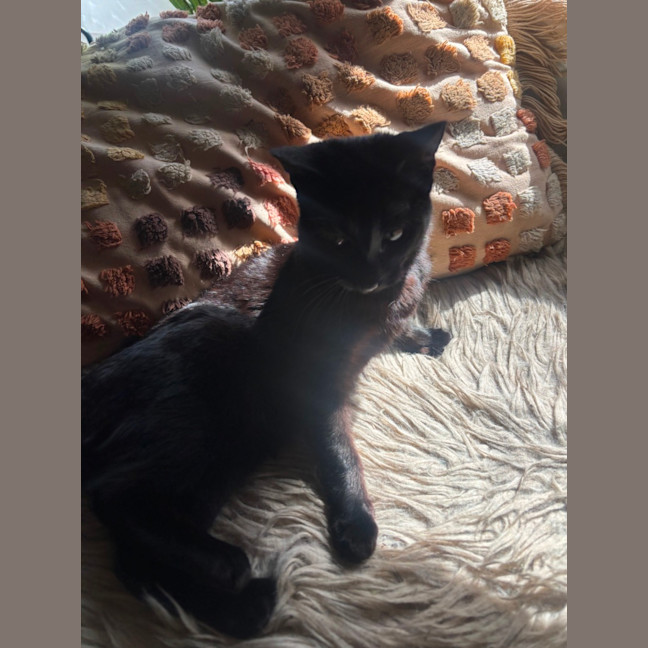 Photo of Cherry 