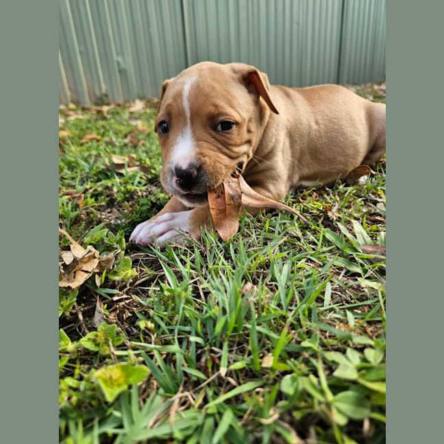 Photo of Bess