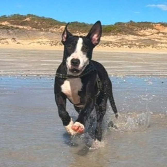 Photo of Charlie