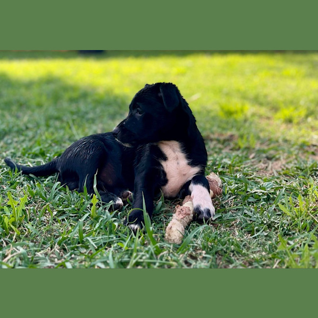 Photo of Peanut