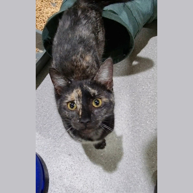 Photo of Scarlet