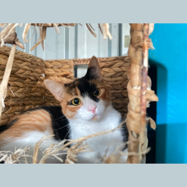 Photo of Georgie