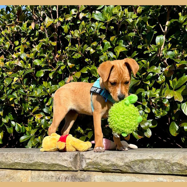 Photo of Parker   9 Week Old Pug X Kelpie