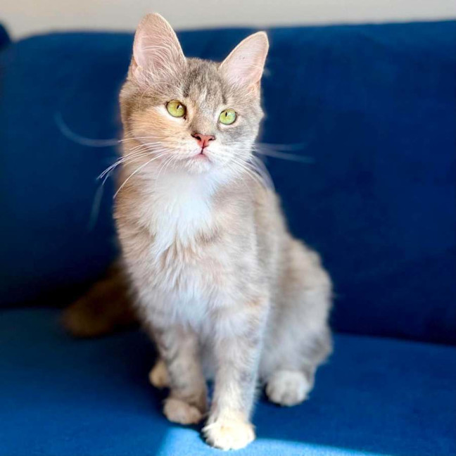 Photo of Dimity   In Foster Caer In Brunswick East