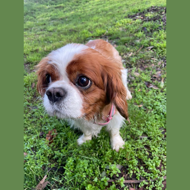 Photo of Coco