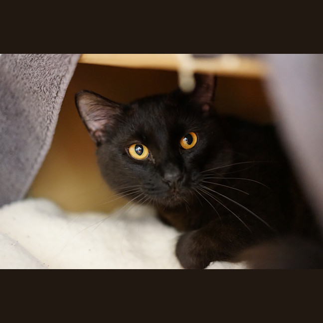 Photo of Bibble
