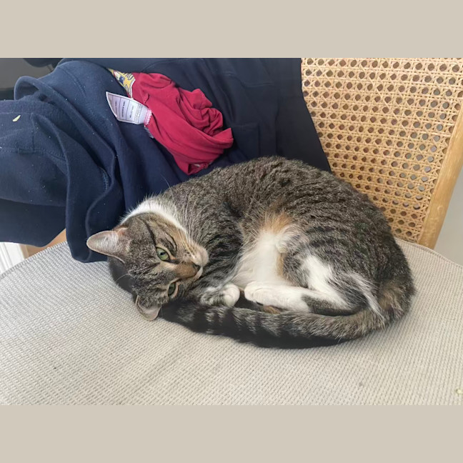 Photo of Mrs Big & Pickle