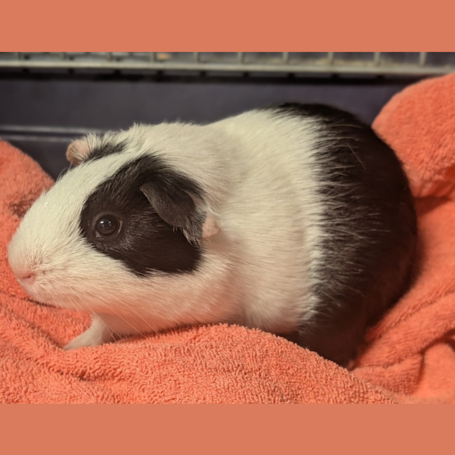 Photo of Lupin