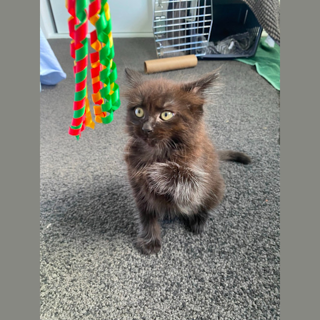 Photo of Pippin