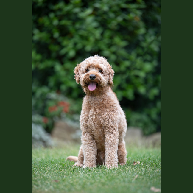 Photo of Crumpet