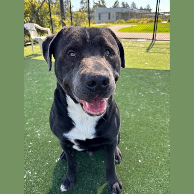 Photo of Mordecai Imp 2133