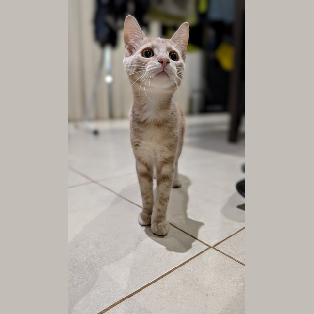 Photo of Biscotti