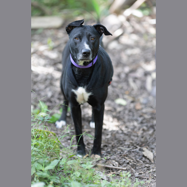 Photo of Rue