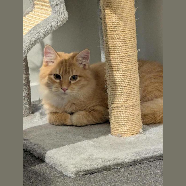 Photo of Toby