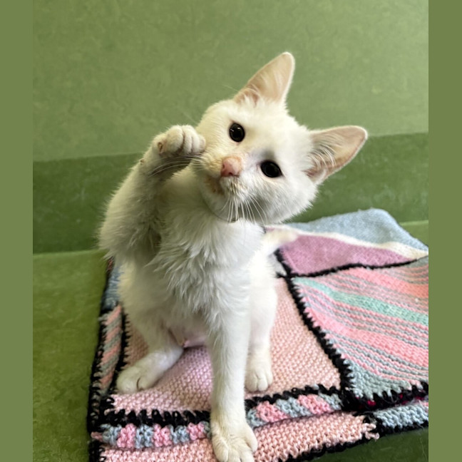 Photo of Buffy The Fluffy Slayer