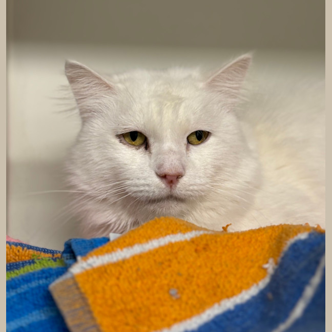 Photo of Lucky