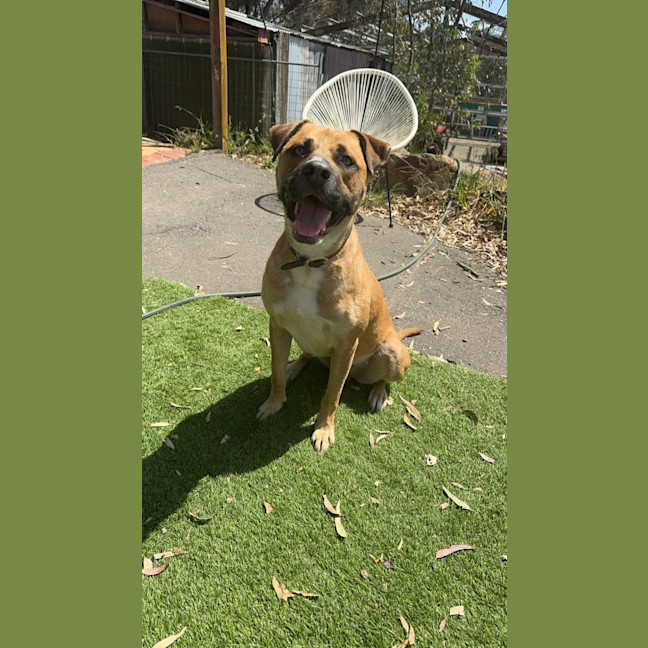 Photo of Boomer