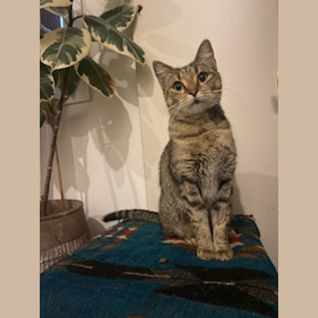 Photo of Tora