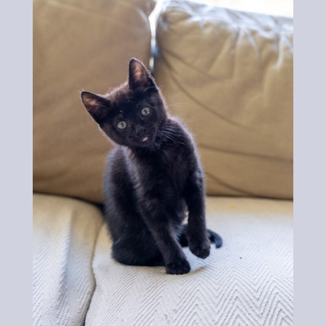 Photo of Kit