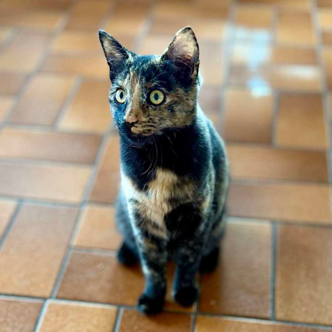 Photo of Dara   In Foster Care In Brunswick