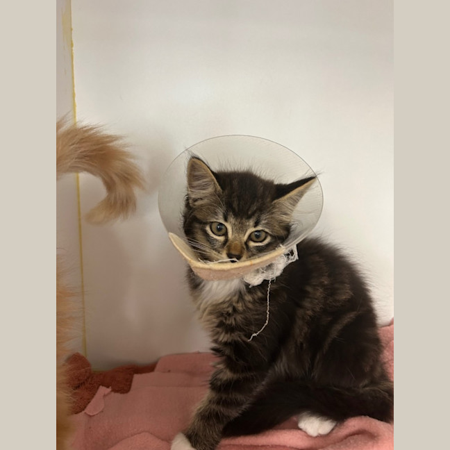 Photo of Splash And Spring