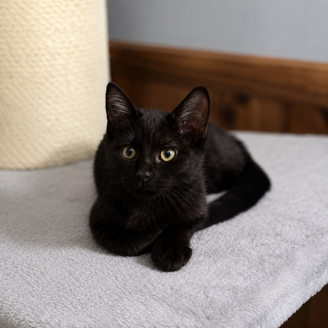 Photo of Nemo