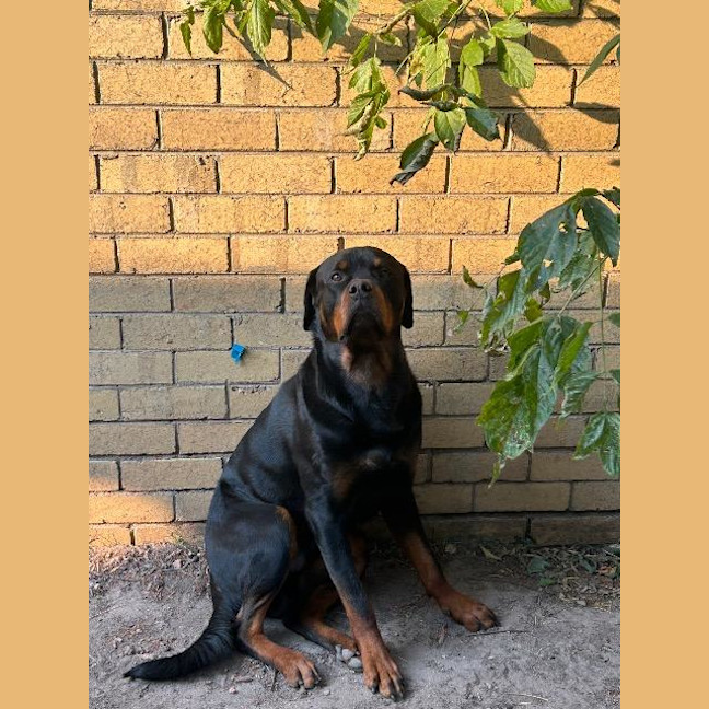 Photo of Bear