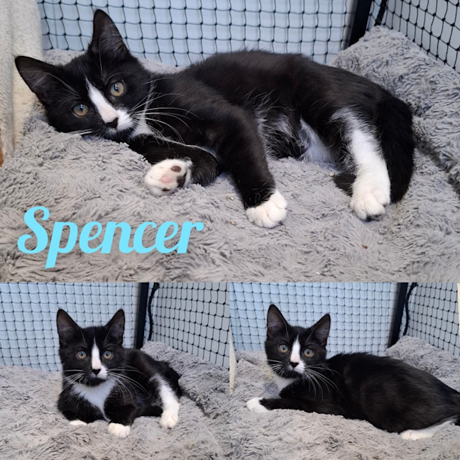 Photo of Spencer
