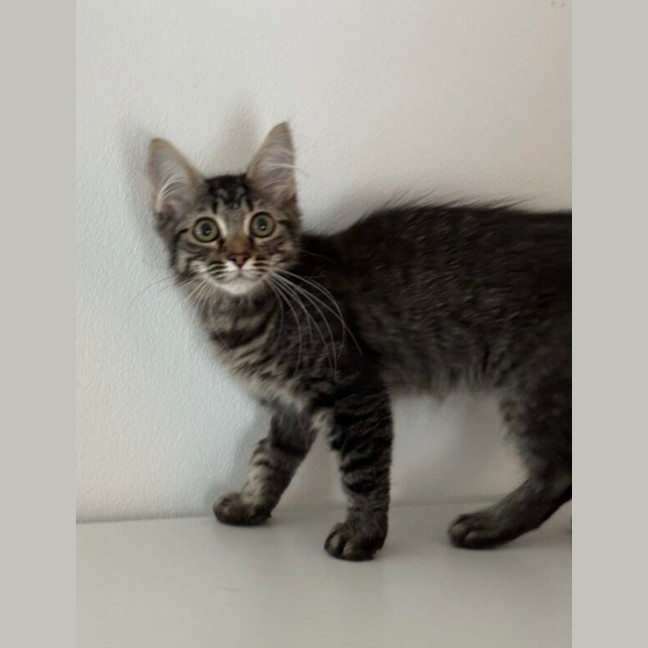 Photo of Waffle
