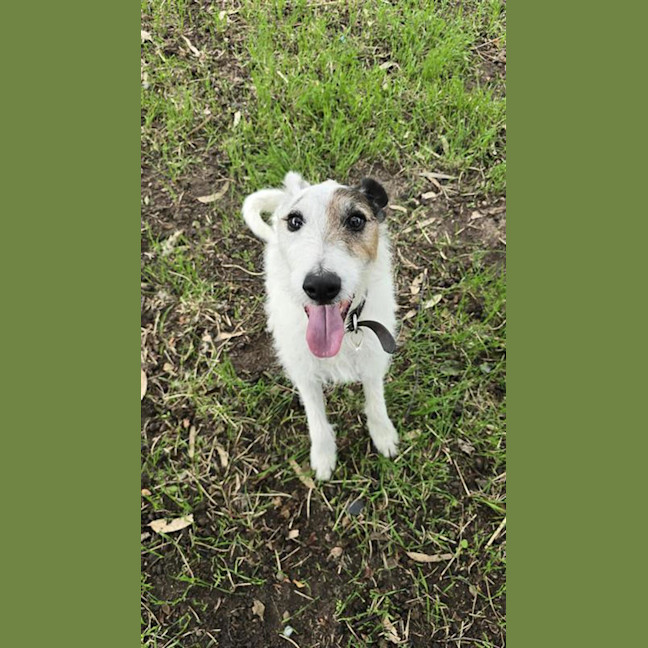 Photo of Paddy ( The Tall Terrier )